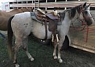 Cash - Gelding in Centerville, SD Cash - Gelding in Centerville, SD