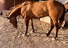 Quarter Horse - Horse for Sale in Wintersburg, AZ 85354