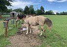 Lilly - Mare in Atoka, OK Lilly - Mare in Atoka, OK