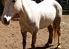 Taji Star - Mare in Sublimity, OR Taji Star - Mare in Sublimity, OR
