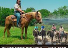 Missouri Fox Trotter - Horse for Sale in West Plains, MO 65775