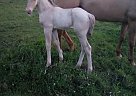 Tracy Liller - Stallion in Corry, PA Tracy Liller - Stallion in Corry, PA