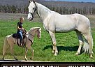 Missouri Fox Trotter - Horse for Sale in Parkhills, MO 63601