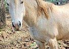 Turbo - Gelding in Sublimity, OR Turbo - Gelding in Sublimity, OR