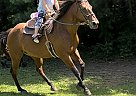 Quarter Horse - Horse for Sale in Bumpass, VA 23024 Quarter Horse - Horse for Sale in Bumpass, VA 23024