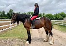 Clydesdale - Horse for Sale in EdenValley, ON l0l2k0