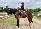 Clydesdale - Horse for Sale in EdenValley, ON l0l2k0 Clydesdale - Horse for Sale in EdenValley, ON l0l2k0