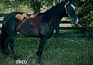 Tennessee Walking - Horse for Sale in , KY 40475