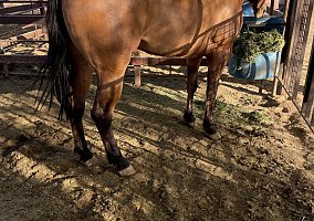 Rosewood (Quarter Horse, Mare) in Wintersburg, AZ
