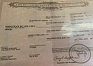 Carol - Gelding in SANDY CREEK, NY Carol - Gelding in SANDY CREEK, NY