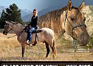 Tennessee Walking - Horse for Sale in , UT 84003