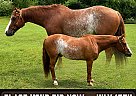Quarter Horse - Horse for Sale in Hardwick, NJ 07825