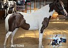 Spotted Saddle - Horse for Sale in BEATYVILLE, KY 41311
