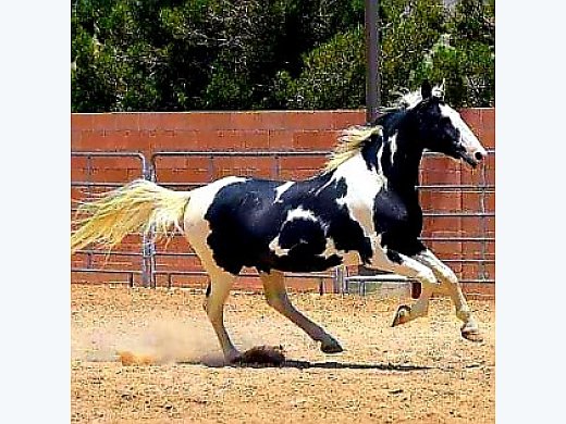 Tennessee Walking Horse