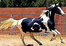 Tennessee Walking - Horse for Sale in Anaconda, MT 59711 Tennessee Walking - Horse for Sale in Anaconda, MT 59711