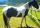 Tennessee Walking - Horse for Sale in Anaconda, MT 59711
