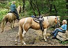 Kentucky Mountain - Horse for Sale in , OH 45504