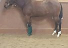 2013 Grade Bay Quarter Horse Mar... Quarter Horse Mare