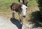 Donkey - Horse for Sale in Cross Roads, TX 76227