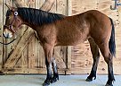 Canadian - Horse for Sale in Wykoff, MN 55990 Canadian - Horse for Sale in Wykoff, MN 55990