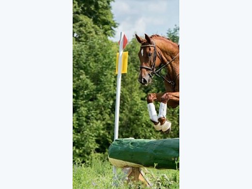 Chestnut Thoroughbred Gelding
