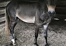 Donkey - Horse for Sale in Brandon, MS 39042