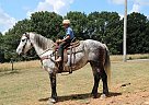 Draft - Horse for Sale in Tompkinsville, KY 42167 Draft - Horse for Sale in Tompkinsville, KY 42167