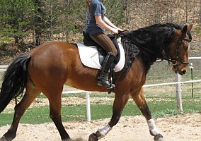 Warmblood (Warmblood, Mare) in Amherst, WI