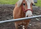 Haflinger - Horse for Sale in Starke, FL 32091