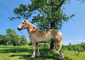 Draft (Percheron, Belgian, Clydesdale, Shire)
