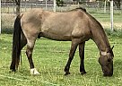 Patrone - Gelding in Kuna, ID Patrone - Gelding in Kuna, ID