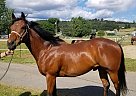 Thoroughbred - Horse for Sale in Medford, OR 97504 Thoroughbred - Horse for Sale in Medford, OR 97504