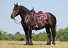 Percheron - Horse for Sale in London, KY 40744 Percheron - Horse for Sale in London, KY 40744