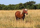 Quarter Pony - Horse for Sale in Auburn, KY 42206