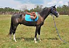 Dutch Warmblood - Horse for Sale in Jacksonville, TX 75780