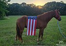 Missouri Fox Trotter - Horse for Sale in Licking, MO 65542 Missouri Fox Trotter - Horse for Sale in Licking, MO 65542