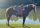 Racking - Horse for Sale in Licking, MO 66542 Racking - Horse for Sale in Licking, MO 66542