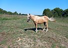 Tennessee Walking - Horse for Sale in Camilla, GA 31730