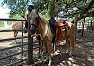 Tennessee Walking - Horse for Sale in Camilla, GA 31730 Tennessee Walking - Horse for Sale in Camilla, GA 31730