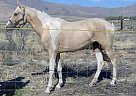 Tennessee Walking - Horse for Sale in Winnemucca, NV 89445