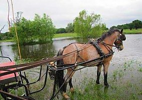 Welsh Pony and Cob (Welsh Pony and Cob, Gelding) in Levelland, TX