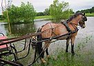Welsh Pony - Horse for Sale in Levelland, TX 79336 Welsh Pony - Horse for Sale in Levelland, TX 79336