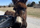 Donkey - Horse for Sale in Cross Roads, TX 76227