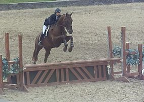 Trakehner (Trakehner, Gelding) in North Kingstown, RI