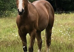 2017 APHA Gelding Heza Tough Machine