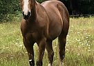 2017 APHA Gelding Heza Tough Machine