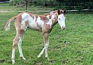 2019 APHA Filly Jettin Instyle