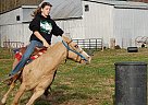 All-Round Pony Mare