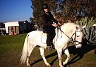 Grey Andalusian Stallion (Reduce... Andalusian Stallion