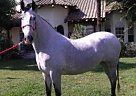 Andalusian Mare Andalusian Mare
